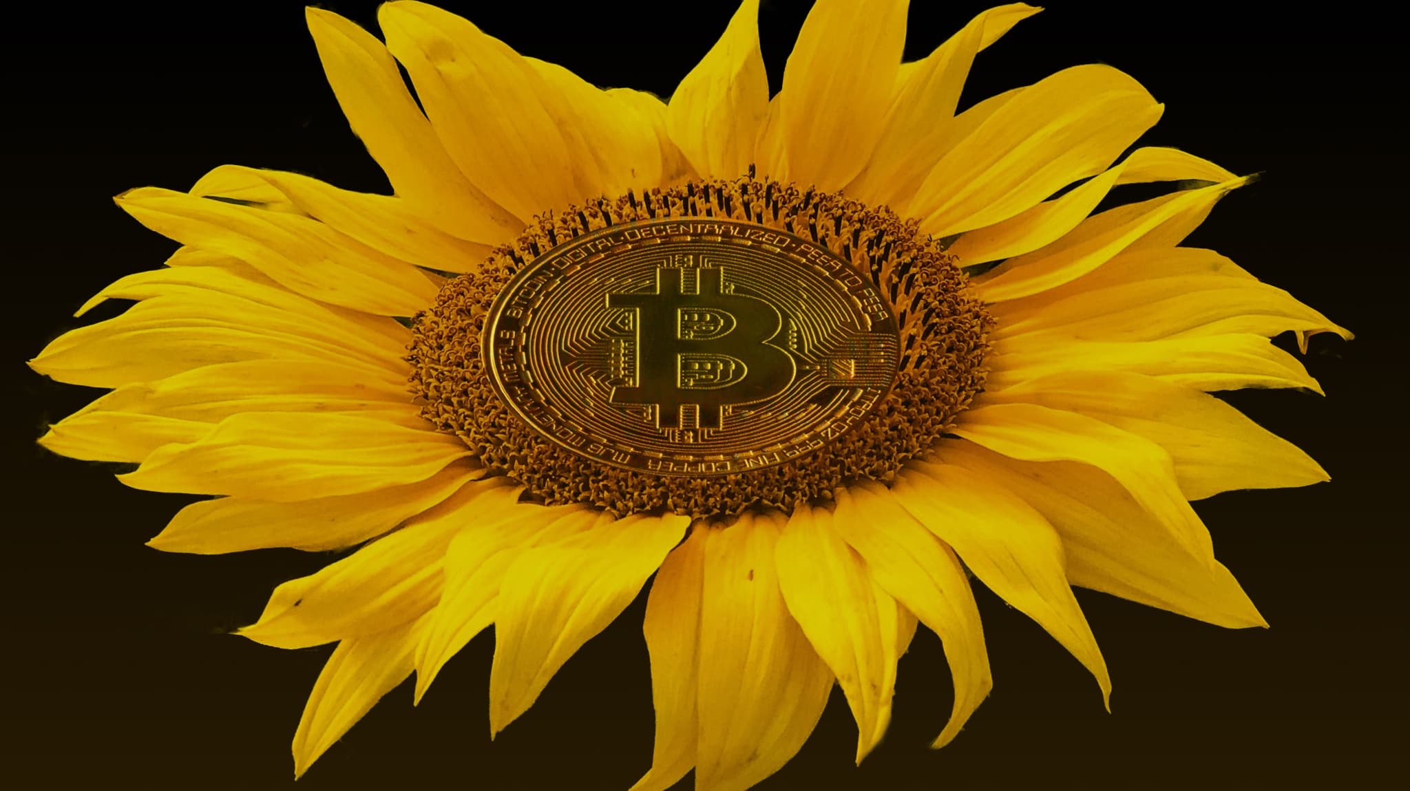 Gold Bitcoin coin in the centre of a sunflower, symbolising greener crypto